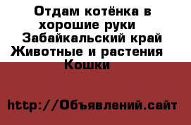 Отдам котёнка в хорошие руки - Забайкальский край Животные и растения » Кошки   